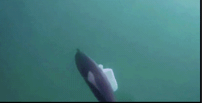 4.gif