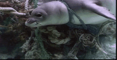 7.gif
