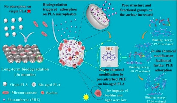 烟台海岸带所新发现:生物降解微塑料老化加剧海洋复合污染风险.jpeg 烟台海岸带所新发现:生物降解微塑料老化加剧海洋复合污染风险.jpeg